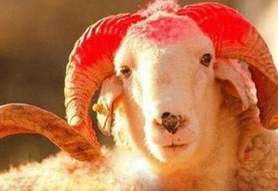 Qurban bayramında heyvan kəsimi və satışının həyata keçiriləcəyi ÜNVANLAR