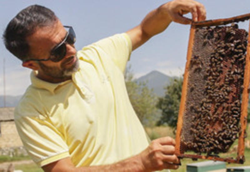 В Азербайджане может быть создан Институт пчеловодства