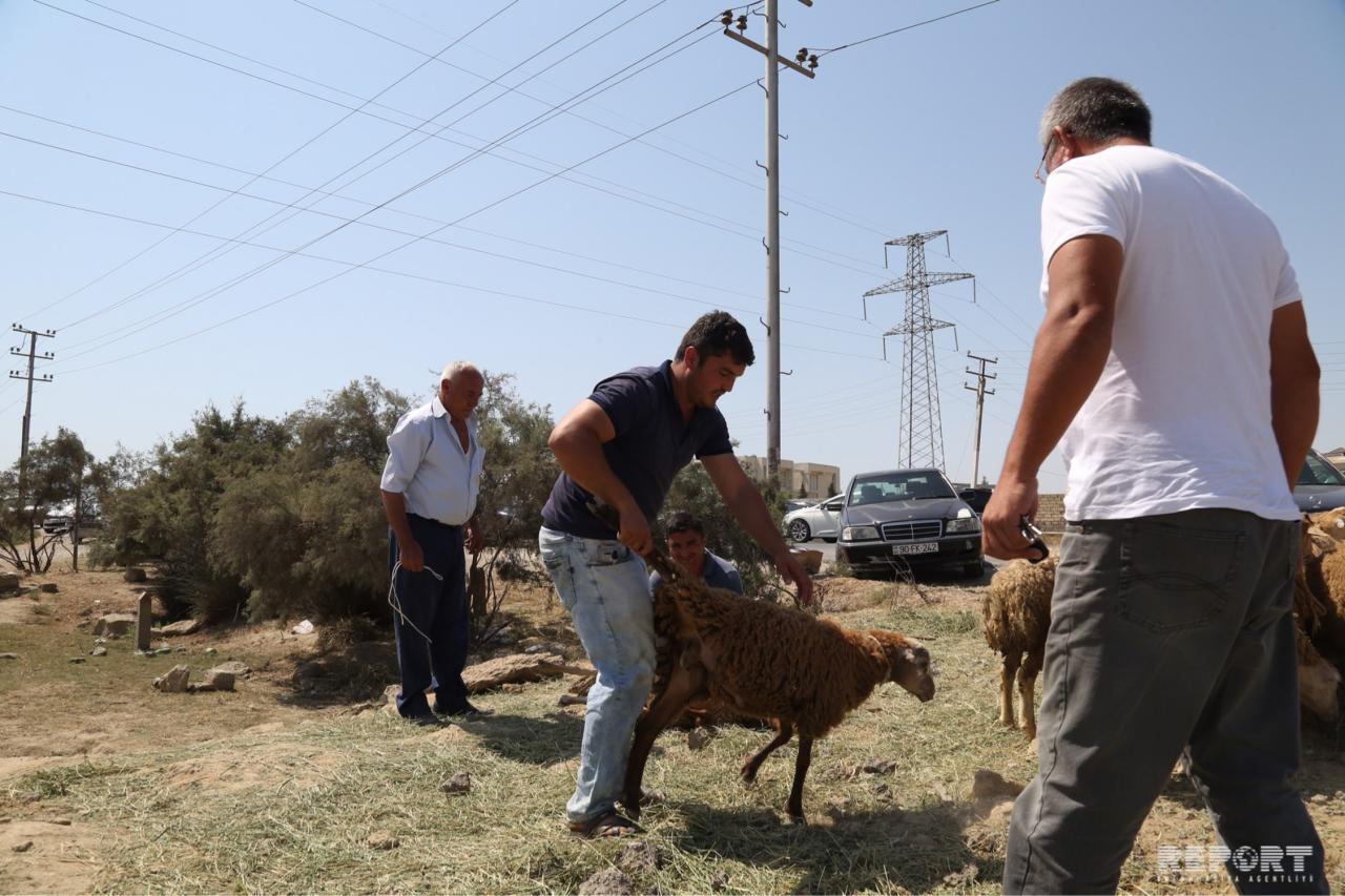 В Баку проводятся ярмарки по продаже жертвенных животных