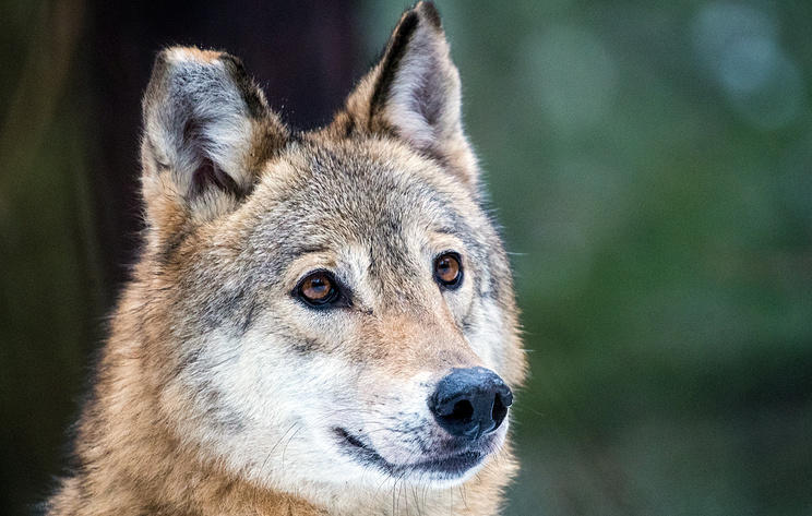 Ученые выяснили, откуда все волки мира ведут происхождение