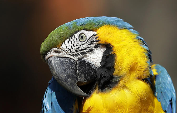 Ученые выяснили,  какие попугаи обладают способностью смущаться