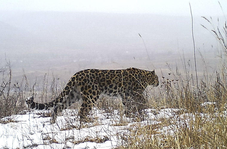 На Дальнем Востоке обнаружены четыре новых особи почти вымершей популяции леопарда