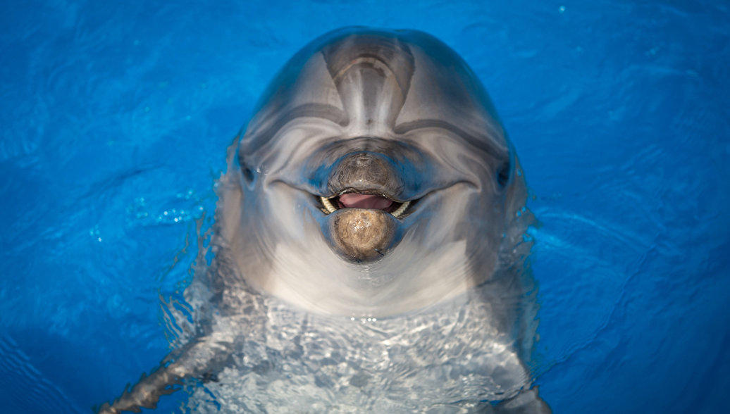 Во Франции закрыли пляж из-за общительного дельфина