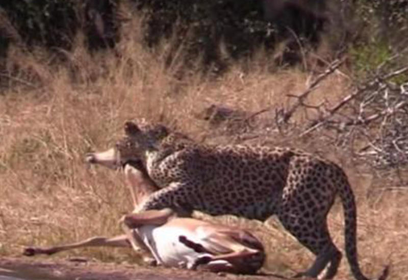 Гиена случайно спасла антилопу, отбив её у леопарда