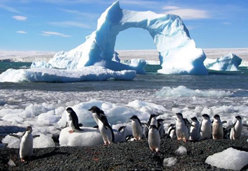 Пингвинам в Антарктиде грозит вымирание