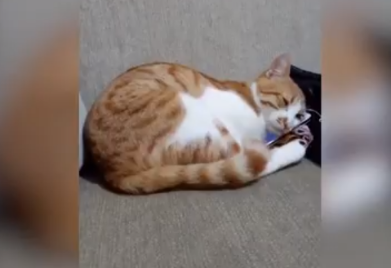 Кот растрогал пользователей Сети реакцией на видео с умершим хозяином