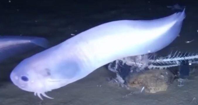 На дне Тихого океана обнаружены три новых вида рыб