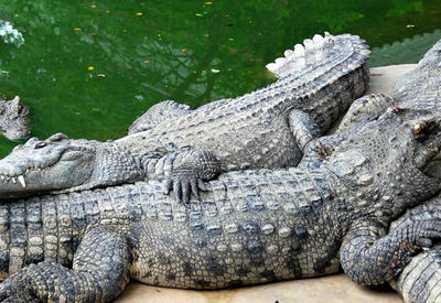 В Армении начинают разводить крокодилов - страусы надоели
