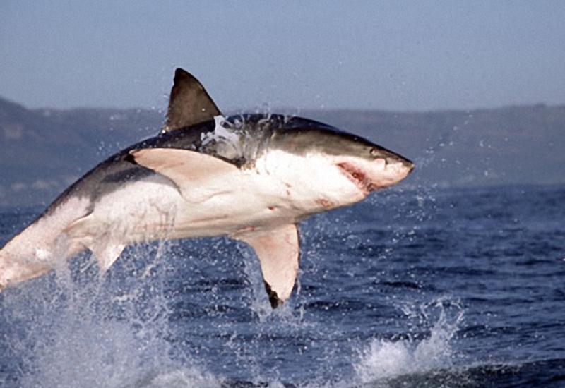 Гигантская акула обогнала белую по скорости прыжка