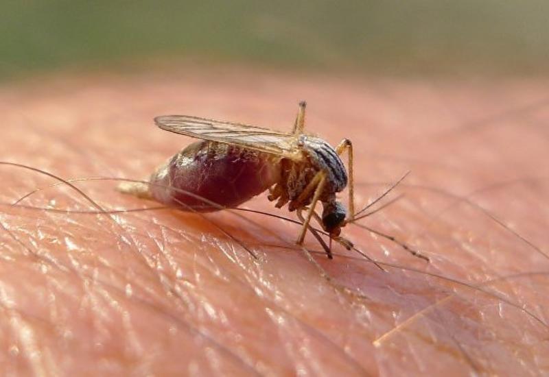 Открыты гены, определяющие "вкус" человека для комаров