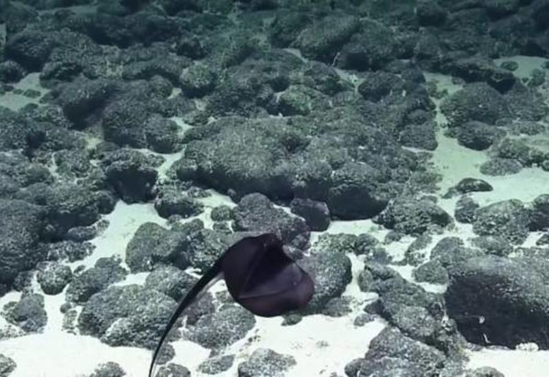 Монстра с огромной пастью обнаружили в Тихом океане