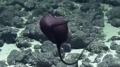 На Гавайях обнаружили необычную рыбу