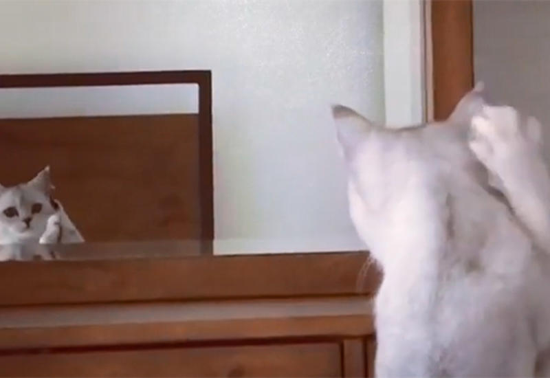 Кот увидел свое отражение в зеркале и понял, кто он такой