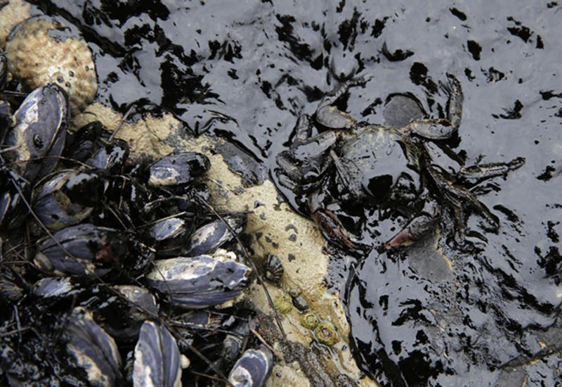 Ученые нашли бактерии, способные очищать загрязненные нефтью территории