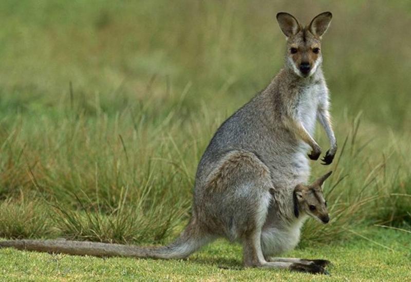 Ученые выяснили, когда возникли кенгуру
