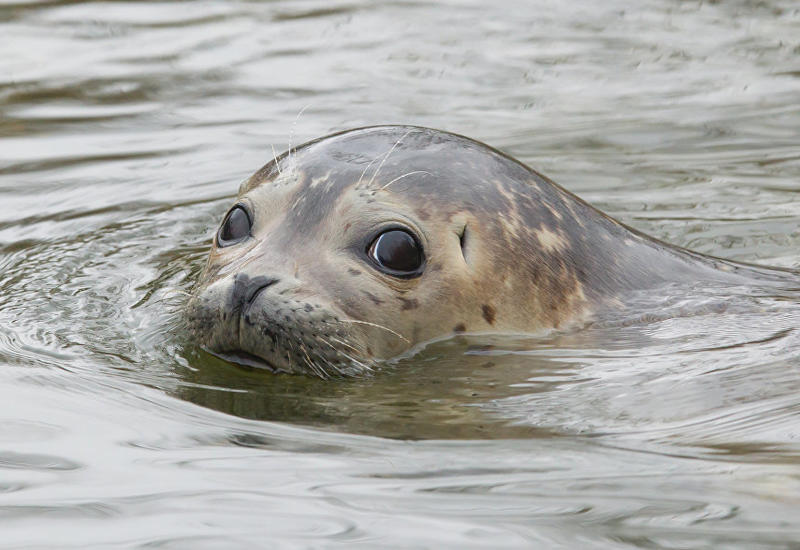 В Англии дружелюбный тюлень пытался поплавать на байдарке