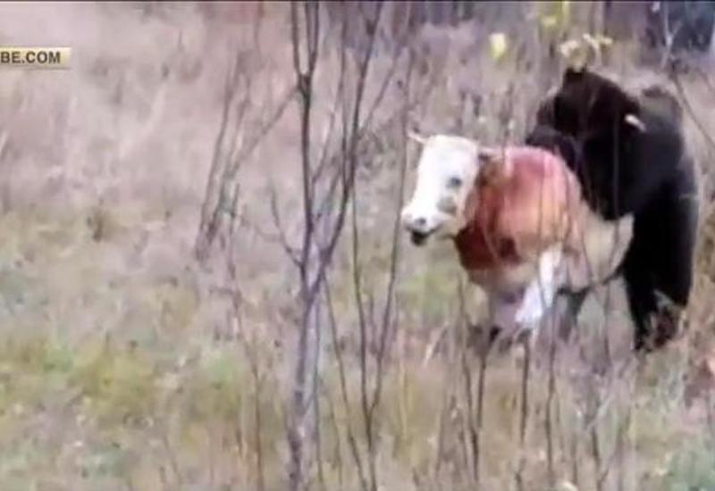 Яростная схватка быка с медведем попала на камеры