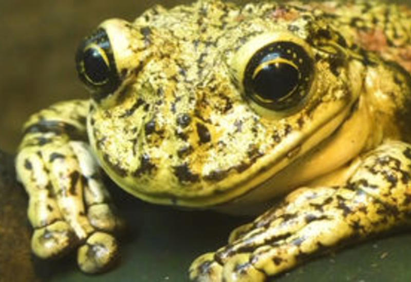 Дождь из десятков тысяч жаб обрушился на Северную Каролину