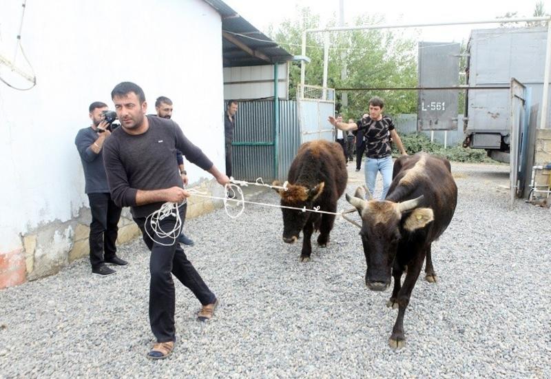 Безработным в Азербайджане раздали крупный и мелкий рогатый скот