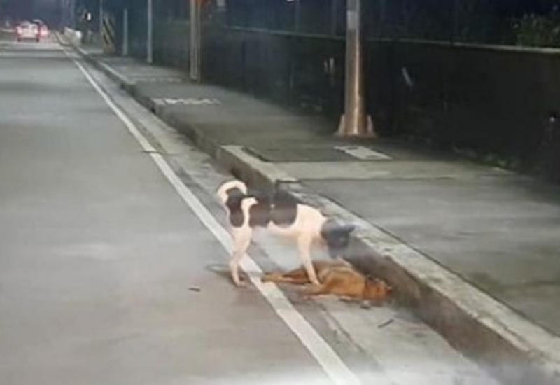 Пёс безуспешно пытался вернуть к жизни угодившую под машину подругу