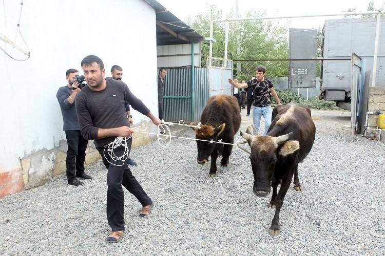 Безработным в Азербайджане раздали крупный и мелкий рогатый скот