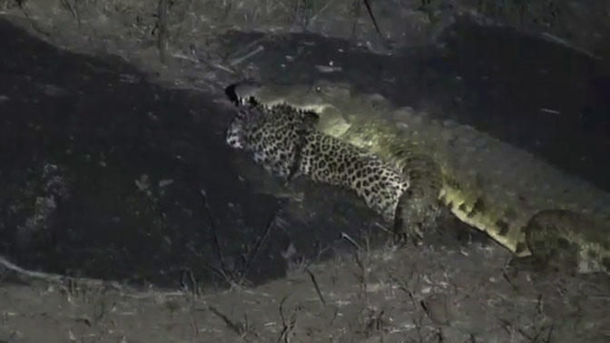 Огромный крокодил растерзал леопарда и попал на камеры