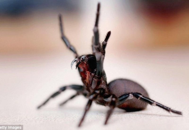 Учёные сумели вылечить меланому с помощью яда австралийского паука