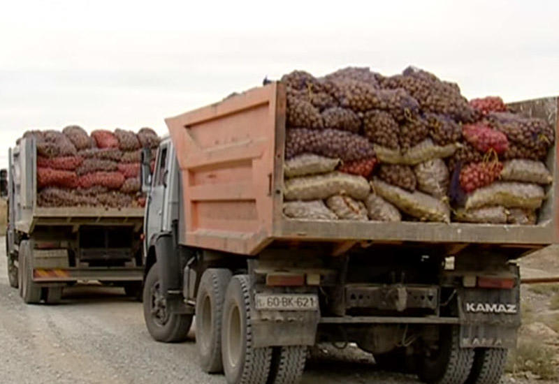 Türkiyədən Azərbaycana gətirilən 50 ton kartofda zərərverici aşkar olunub
