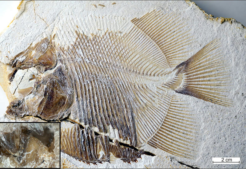 Палеонтологи нашли в Германии останки древней пираньи