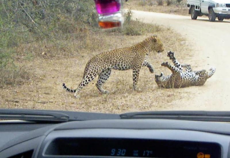 Туристы сняли смертельную схватку двух леопардов