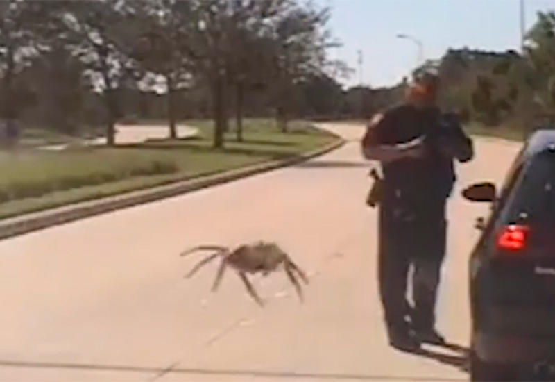 Бесшумный охотник: «гигантский» паук «подкрался» к полицейскому