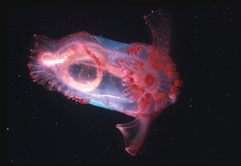 "Неизвестное" морское существо озадачило австралийских ученых