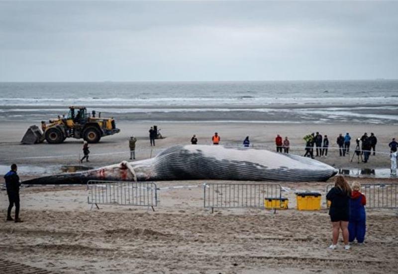 На пляж в Бельгии выбросился 35-тонный кит