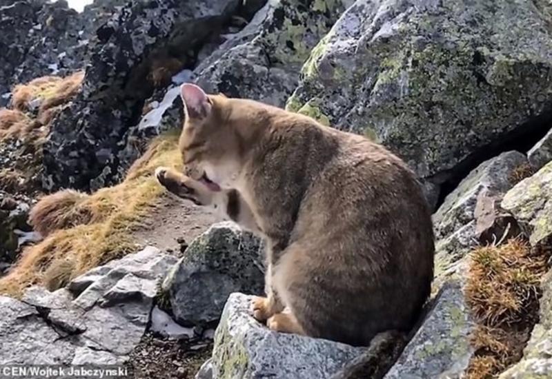 Турист неожиданно встретил домашнего кота на вершине горы в Польше
