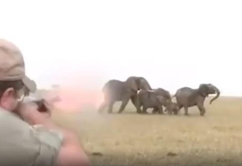 Стадо слонов бросилось на стрелявшего в них охотника