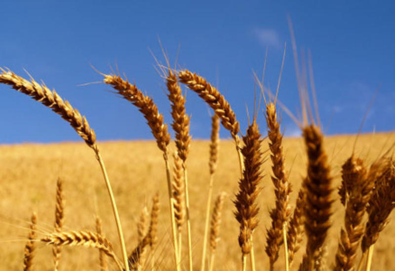 В Азербайджане завершается разработка трех госпрограмм по сельскому хозяйству