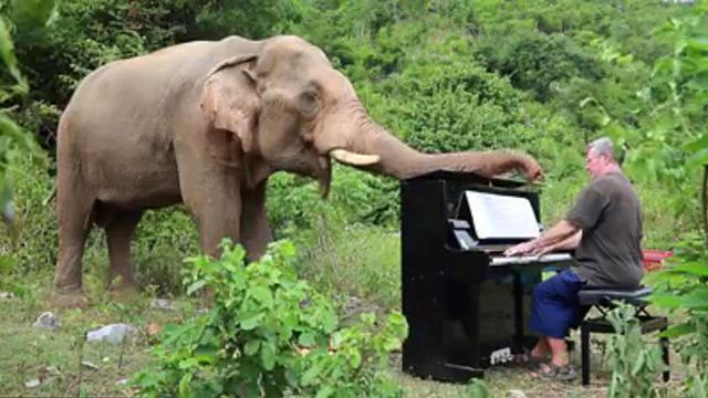 Музыкант растрогал Сеть игрой на пианино умирающим слонам