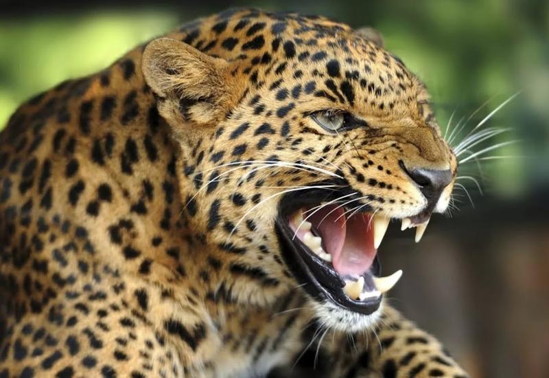 Леопард прыгнул на жертву с дерева на глазах туристов