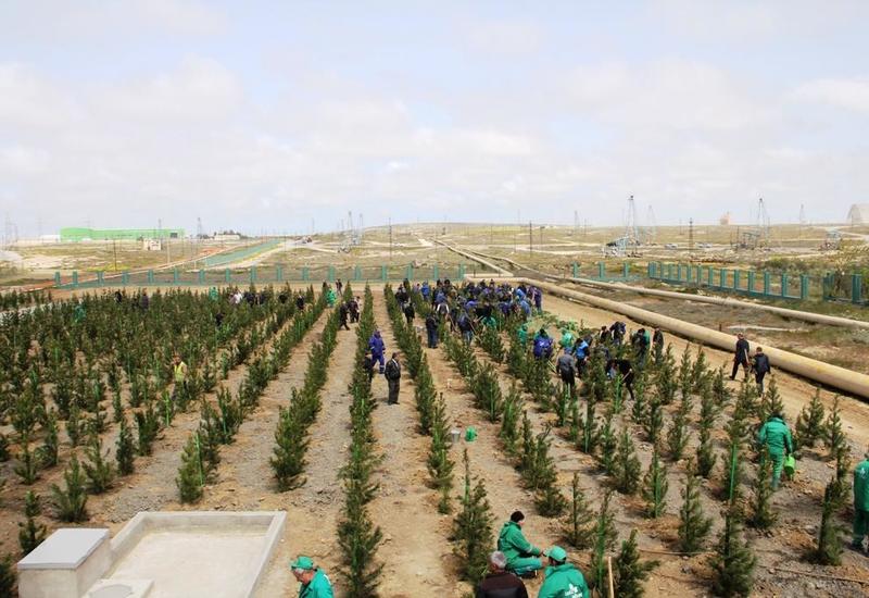 Гражданам Азербайджана будут бесплатно раздавать саженцы деревьев