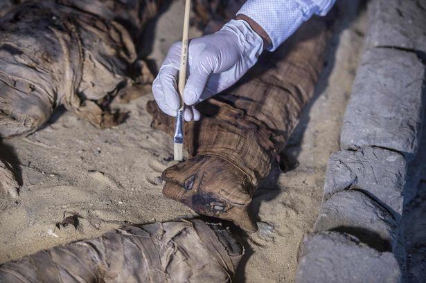 В Египте обнаружили редкую коллекцию кошачьих мумий