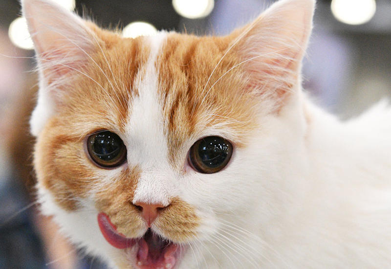 В Великобритании турист скончался от укуса марокканской кошки