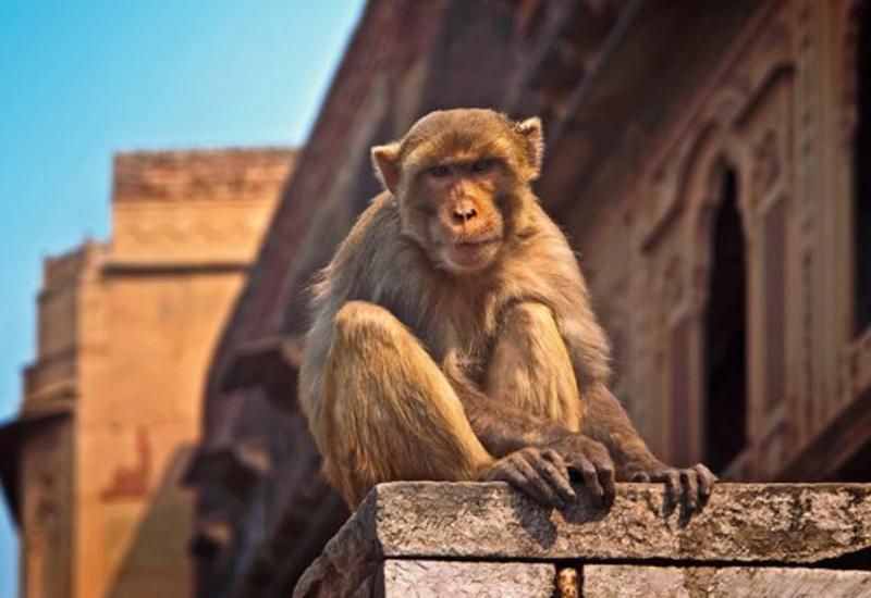 В Индии обезьяна украла и убила двухнедельного малыша