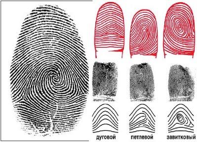 Что можно узнать по отпечатку пальца