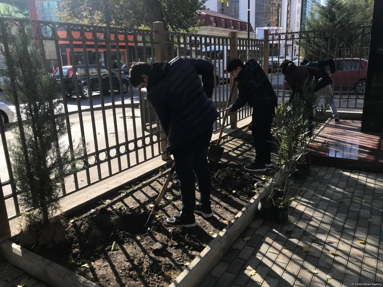 Дети и школьники посадили деревья в Баку