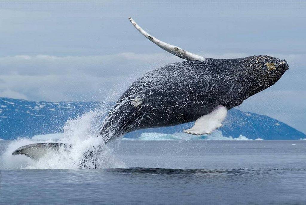 Вот, что происходит, когда умирает кит