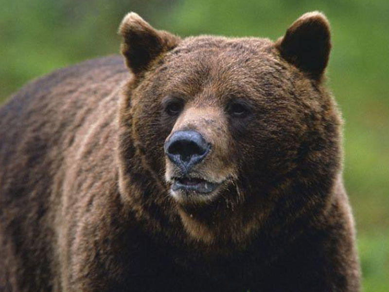 Почему медведи занесены в красную книгу. Бурый медведь красная книга России. Бурый медведь красная книга. Бурый медведь красная. Бурый медведь в Чувашии.