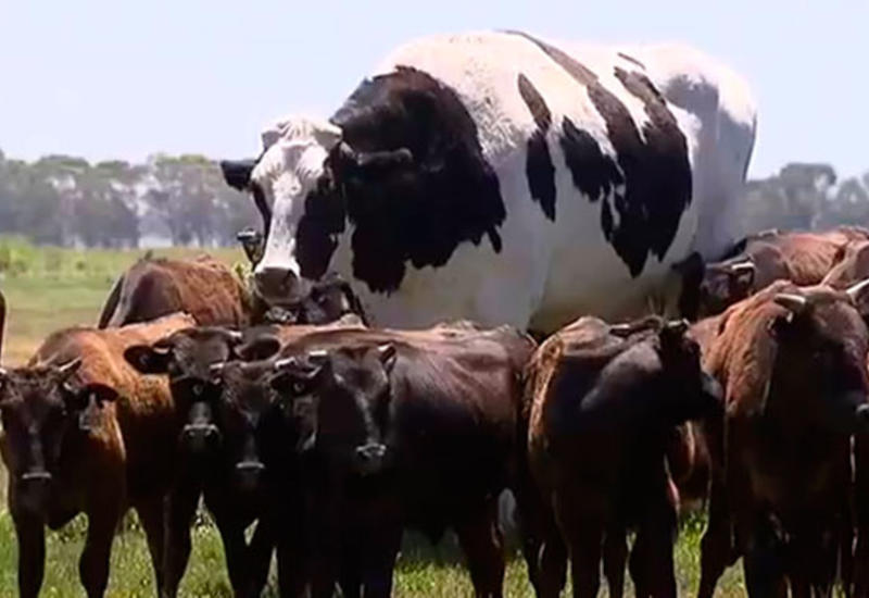 Двухметровая корова стала звездой соцсетей и СМИ