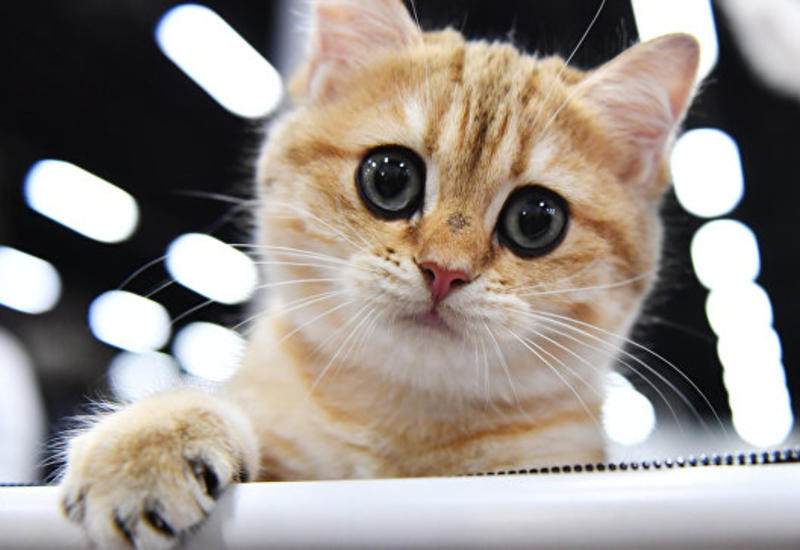 В Китае может появиться на свет клонированный котенок