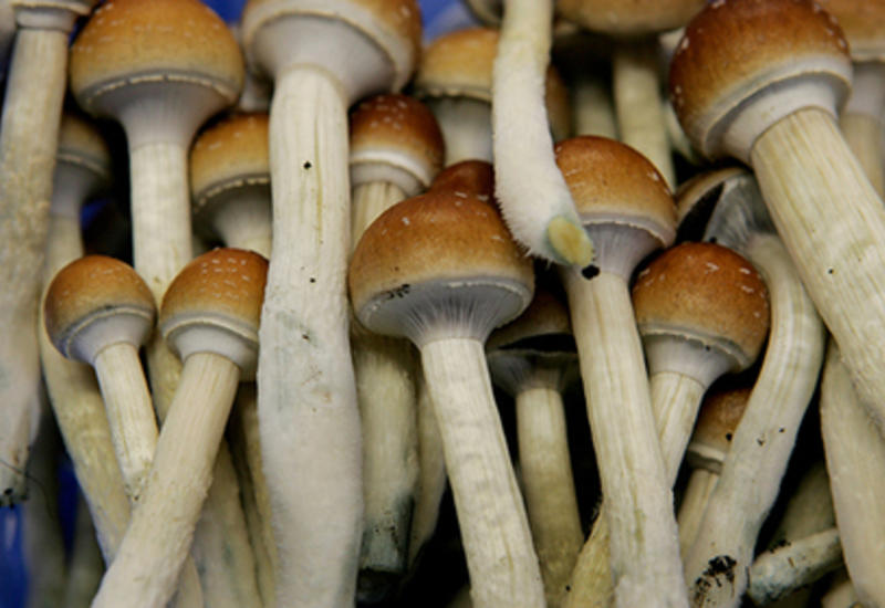 В США могут легализовать галлюциногенные грибы