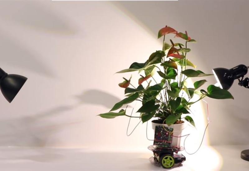 Ученые создали робота, который передвигает растения к свету